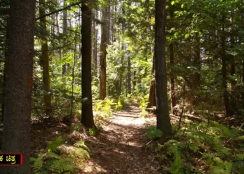 ಅರಣ್ಯ ಸಿಬ್ಬಂದಿಗೆ ಗುಂಡೇಟಿಕೆ ಬಲಿಯಾದ ವ್ಯಕ್ತಿ