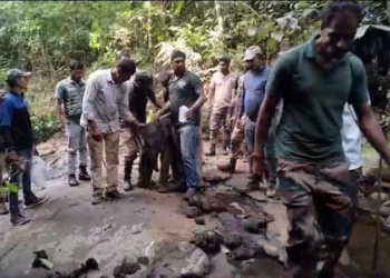 ತಾಯಿಯ ಮಡಿಲು ಸೇರಿದ 2 ದಿನದ ಮರಿ ಆನೆ