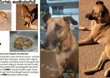 ಬೀದಿ ನಾಯಿ ಹುಡುಕಿ ಕೊಟ್ಟವರಿಗೆ ಭರ್ಜರಿ ಬಹುಮಾನ