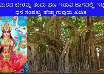 ಈ ಗಿಡದ ಬೇರನ್ನು ಮನೆಯಲ್ಲಿ ತಂದು ಇಟ್ಟರೆ ಸಾಕು ನಕಾರಾತ್ಮಕ ಶಕ್ತಿ ದೂರವಾಗಿ ಧನಸಂಪತ್ತು ವೃದ್ಧಿಯಾಗುತ್ತದೆ