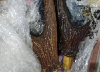 ಪ್ರಾಣಿಗಳ ಕೊಂಬು ವಶಕ್ಕೆ ಪಡೆದ ಅರಣ್ಯ ಅಧಿಕಾರಿಗಳು