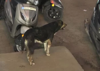ಹುಚ್ಚು ನಾಯಿ ಕಡಿತ; 12 ಜನರಿಗೆ ಗಾಯ