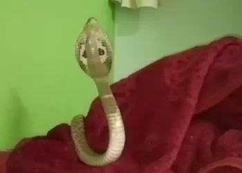 ಮಂಚದ ಮೇಲೆಯೇ ಹಾಯಾಗಿದ್ದ ಮಲಗಿದ್ದ ನಾಗಪ್ಪ!!