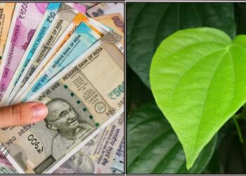 ಹಣ ಇಡುವ ಜಾಗದಲ್ಲಿ ವೀಳ್ಯದೆಲೆಯೊಂದಿಗೆ ಈ ಎರಡನ್ನು ಸೇರಿಸಿ ಇಟ್ಟರೆ ಹಣದ ಸಮಸ್ಯೆ, ಸಾಲದ ಬಾಧೆ ನಿವಾರಣೆಯಾಗಿ ಹಲವು ರೀತಿಯಲ್ಲಿ ಹಣ ಬರಲಾರಂಭಿಸುತ್ತದೆ.