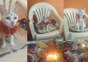 ಬೆಕ್ಕಿಗೆ ನಡೆಯಿತು ಅದ್ದೂರಿ ಸೀಮಂತ!