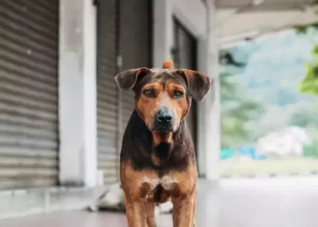 ನಾಯಿ ಮರಿಗೆ ಹಾಲುಣಿಸಿದ ಹಂದಿ!