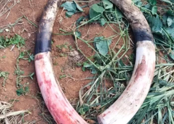 ರಹಸ್ಯವಾಗಿ ಆನೆಯ ಮಣ್ಣು ಮಾಡಿದ ರೈತ!