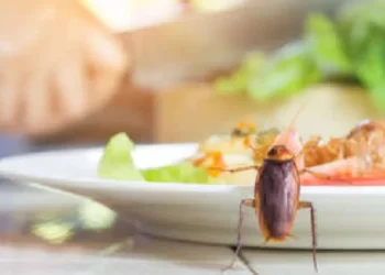 ಆಹಾರದಲ್ಲಿ ಜಿರಳೆ ಬಂದಿದ್ದನ್ನು ಪ್ರಶ್ನಿಸಿದ್ದಕ್ಕೆ ಹಲ್ಲೆ