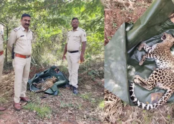 ಪ್ರಾಣಿಗಳ ಬೇಟಿಗೆ ಹಾಕಿದ್ದ ಉರುಳಿಗೆ ಸಿಲುಕಿ ಚಿರತೆ ಸಾವು!