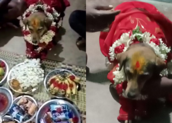 ನಾಯಿಗೆ ಸೀಮಂತ ಮಾಡಿದ ಮಾಲೀಕ