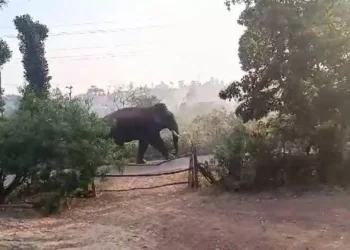 ಬೆಳ್ಳಂಬೆಳಿಗ್ಗೆ ಗ್ರಾಮದೊಳಗೆ ಎಂಟ್ರಿ ಕೊಟ್ಟ ಗಜರಾಜ!