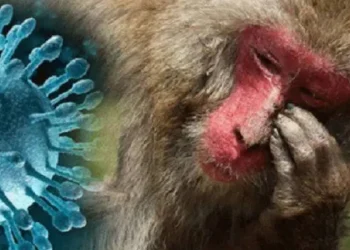 ಸೌದೆ ತರಲು ಹೋದ 7 ಜನರಿಗೆ ಮಂಗನ ಕಾಯಿಲೆ!