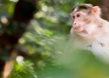 ಕರಾವಳಿ ವ್ಯಾಪ್ತಿ ಹಿಗ್ಗಿಸುತ್ತಿಕರುವ ಮಂಗನ ಕಾಯಿಲೆ