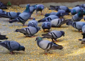 ಬೆಂಗಳೂರಿನಲ್ಲಿ ಪಾರಿವಾಳಗಳಿಗೆ ಆಹಾರ ಹಾಕಿದರೆ ಬೀಳತ್ತೆ ದಂಡ