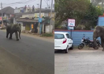 ಕೊಡಗು ಜಿಲ್ಲೆಯಲ್ಲಿ ಮತ್ತೆ ಕಾಣಿಸಿಕೊಂಡ ಗಜರಾಜ