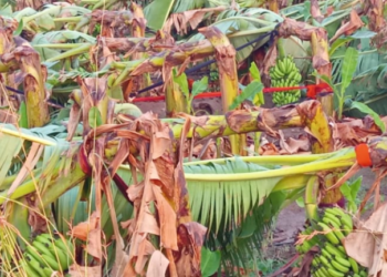 ವಿಜಯಪುರ ಜಿಲ್ಲೆಯ ಹಲವೆಡೆ ತಂಪೆರೆದ ವರುಣ!