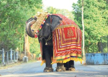 ಧರ್ಮಸ್ಥಳದಲ್ಲಿ ಲತಾ ಆನೆ ಇನ್ನಿಲ್ಲ!