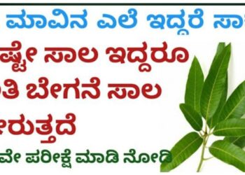 ಸಾಲದ ಸಮಸ್ಯೆಯಿಂದ ಮುಕ್ತಿ ಪಡೆಯಬೇಕು ಎಂದರೆ 11 ಮಾವಿನ ಎಲೆಯಲ್ಲಿ ಈ ರೀತಿಯಾಗಿ ಪರಿಹಾರ ಮಾಡಿ.!