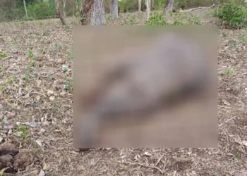 ಹುಲಿ ಸಂರಕ್ಷಿತ ಅರಣ್ಯದಲ್ಲಿ ಆನೆ ಸಾವು