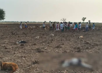 ಚಿರತೆ ದಾಳಿಯಲ್ಲಿ 21 ಕುರಿಗಳು ಸಾವು