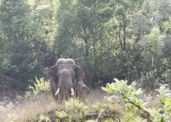 ಚಿಕ್ಕಮಗಳೂರಿನಲ್ಲಿ ಮತ್ತೆ ಕಾಡಾನೆ ಭಯ