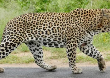 ಕರುವಿನ ಮೇಲೆ ದಾಳಿ ಮಾಡಿ ಕೊಂದ ಚಿರತೆ; ಆತಂಕ