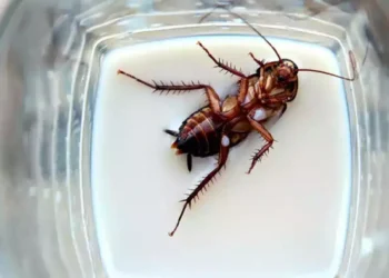 ವ್ಯಕ್ತಿಯ ಶ್ವಾಸಕೋಶದಲ್ಲಿದ್ದ ಜಿರಳೆ ತೆಗೆದ ವೈದ್ಯರು