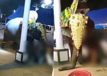 ಮಾವುತನನ್ನು ತುಳಿದು ಕೊಂದ ಆನೆ