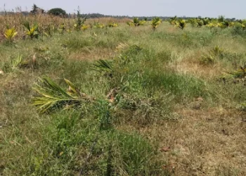 40ಕ್ಕೂ ಹೆಚ್ಚು ಅಡಿಕೆ ಮರ ಕಡಿದ ಸೊಸೆ