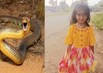 ಹಾವು ಕಚ್ಚಿ 7 ವರ್ಷದ ಮಗು ಸಾವು