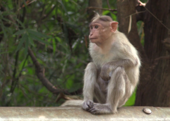 ಮಂಗನ ಕಾಯಿಲೆಗೆ 5 ವರ್ಷದ ಮಗು ಬಲಿ