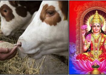 ಈ 1 ವಸ್ತುವನ್ನು ಹಸುವಿಗೆ ದಾನ ಮಾಡಿದರೆ ಗೋವು ತಿಂದು ಮುಗಿಸುವ ಮುನ್ನವೇ ನಿಮ್ಮ ಕಷ್ಟಗಳೆಲ್ಲ ಮಾಯವಾಗುತ್ತವೆ