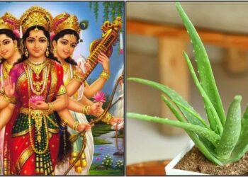 ಶುಕ್ರವಾರದಂದು ಮನೆಯಲ್ಲಿ ಅಲೋವೆರಾ ಹೀಗೆ ಮಾಡಿದರೆ ತ್ರಿಮೂರ್ತಿಗಳ ಆಶೀರ್ವಾದದಿಂದ ಧನ ಲಾಭವಾಗುತ್ತದೆ ಹಣದ ಹೊಳೆ ಹಲವು ಪಟ್ಟು ಹೆಚ್ಚಾಗುತ್ತದೆ