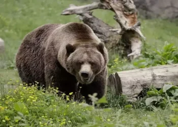 ಕರಡಿಯ ಹಸಿ ಮಾಂಸ ತಿಂದು ಅಪರೂಪದ ರೋಗಕ್ಕೆ ತುತ್ತಾದ ಕುಟುಂಬ