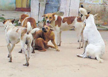 ಮಕ್ಕಳ ಮೇಲೆ ಬೀದಿನಾಯಿಗಳ ದಾಳಿ