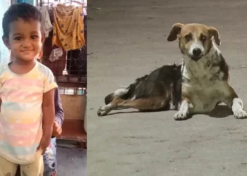 ಬೀದಿ ನಾಯಿ ಕಚ್ಚಿ ನಾಲ್ಕು ವರ್ಷದ ಬಾಲಕಿ ಸಾವು