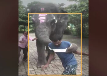 ಕುಡಿದ ಮತ್ತಿನಲ್ಲಿದ್ದವನನ್ನು ಎತ್ತಿ ಎಸೆದ ಸುಬ್ರಹ್ಮಣ್ಯ ಕ್ಷೇತ್ರದ ಆನೆ