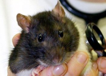 ಡೆಂಗ್ಯೂ ಆತಂಕದ ಮಧ್ಯೆ ಇಲಿ ಜ್ವರದ ಕಾಟ