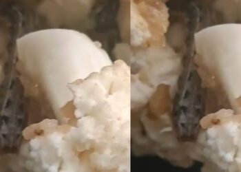 ಹೂಕೋಸಿನೊಳಗೆ ಪತ್ತೆಯಾದ ಹಾವು