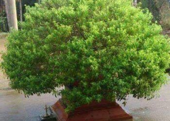 ಬಾಡಿದ ತುಳಸಿಗಿಡವನ್ನು ಏನು ಮಾಡಬೇಕು?