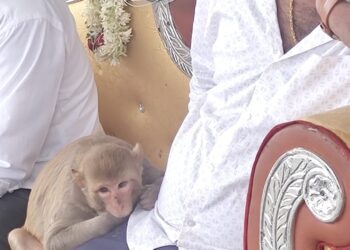 ಮದುವೆ ಮನೆಯಲ್ಲಿ ಕಿರಿಕ್ ಮಾಡಿದ ಕೋತಿ
