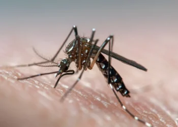 ಹೆಚ್ಚಾಗುತ್ತಿದೆ ಡೆಂಗ್ಯೂ ಆತಂಕ; ಇರಲಿ ಎಚ್ಚರ