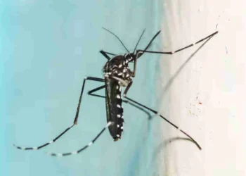 ಡೆಂಗ್ಯೂ ಮಾರ್ಗಸೂಚಿ ಪ್ರಕಟಿಸಿದ ಸರ್ಕಾರ