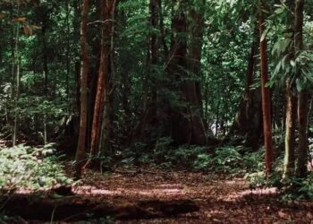 ಕಾಡಾನೆ ದಾಳಿಗೆ ಕಾರ್ಮಿಕ ಬಲಿ