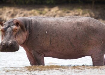ಕಾಡುಪ್ರಾಣಿಗಳನ್ನು ಕೊಂದು ಜನರಿಗೆ ಮಾಂಸ ಹಂಚಲು ಸೂಚಿಸಿದ ಸರ್ಕಾರ!