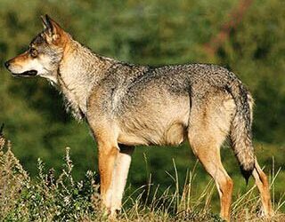 ತೋಳಗಳ ಹತ್ಯೆಗೆ ಕಂಡಲ್ಲಿ ಗುಂಡು; ಆದೇಶ