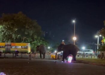 ದಸರಾ ಆನೆಗಳ ಮಧ್ಯೆ ಗುದ್ದಾಟ; ದಿಕ್ಕಾಪಾಲಾದ ಜನ