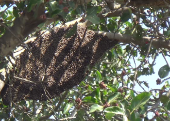 ಒಂದೇ ದಿನ ಎರಡೆರಡು ಬಾರಿ ದಾಳಿ ನಡೆಸಿದ ಹೆಜ್ಜೇನು