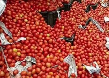 ಗಗನಕ್ಕೆ ಏರಿಕೆ ಕಂಡ ಟೊಮೆಟೋ ದರ!