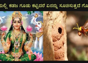ಮನೆಯಲ್ಲಿ ಕಡಜ ಗೂಡು ಕಟ್ಟುವುದರ ಹಿಂದಿನ ಅರ್ಥ ಏನು ಗೊತ್ತಾ?